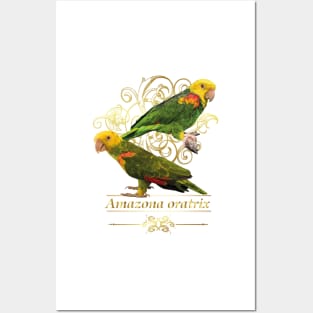 yellow-headed parrot Posters and Art